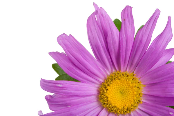 Close-up fresh purple aster — Stock Photo, Image