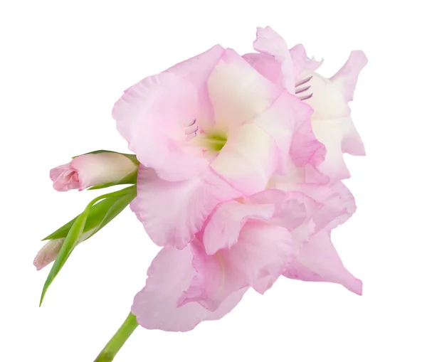 Gladiolus de close-up — Fotografia de Stock
