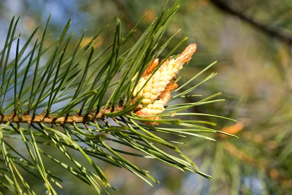 Close-up nové kužel na pine — Stock fotografie