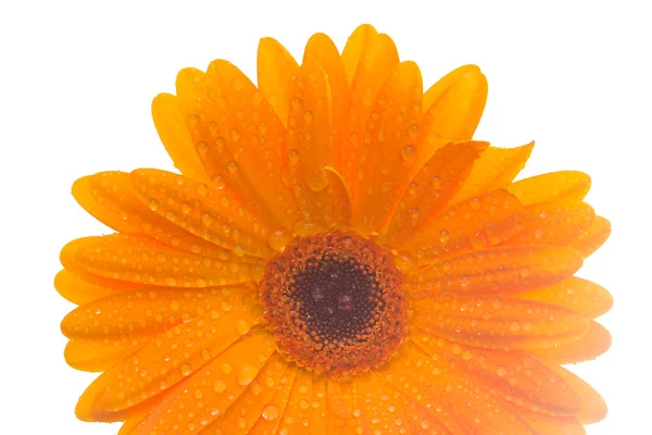 Flor gerbera naranja de primer plano —  Fotos de Stock