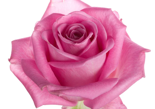 Szczegół róża różowy na białym tle — Zdjęcie stockowe