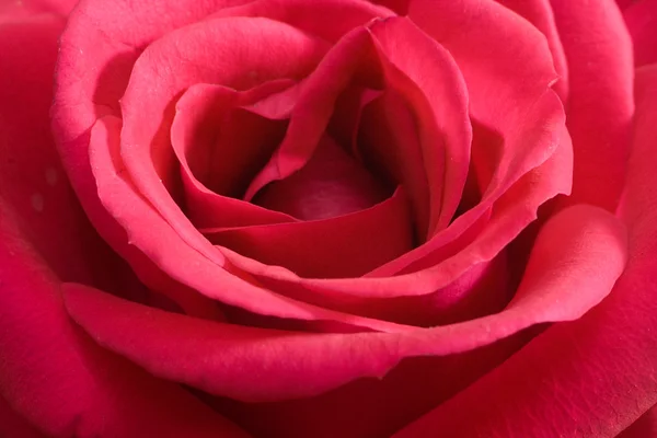 Крупным планом розовая роза — стоковое фото