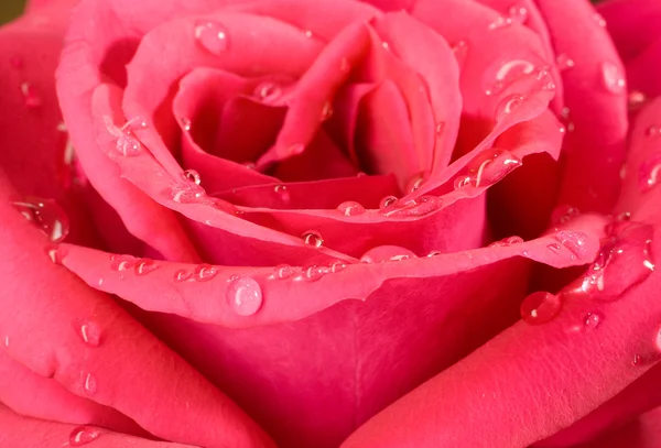 Detail růže s kapkami vody — Stock fotografie