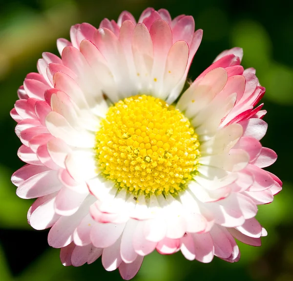 Närbild enda daisy — Stockfoto