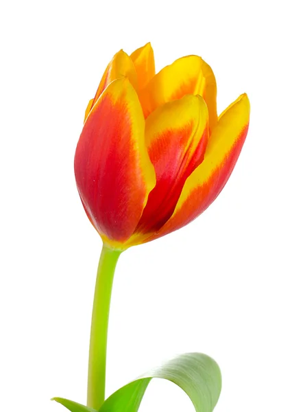 Primer plano tulipán único — Foto de Stock