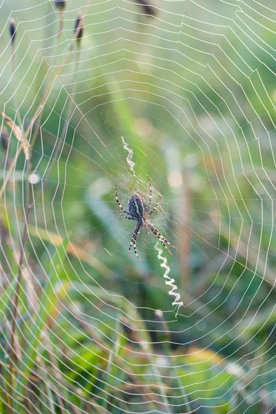 Close-up spider web — Stock Photo, Image