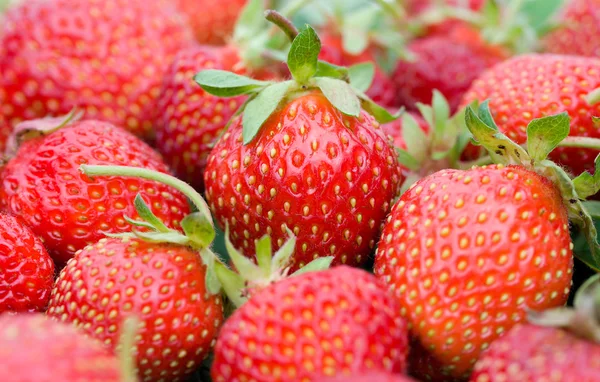 Close-up strawberries — Stock Photo, Image