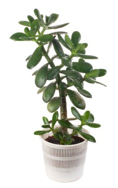 Crassula or dollar tree clipart