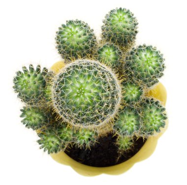 Green cactus, view from above clipart