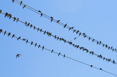 Many swallows on wire clipart