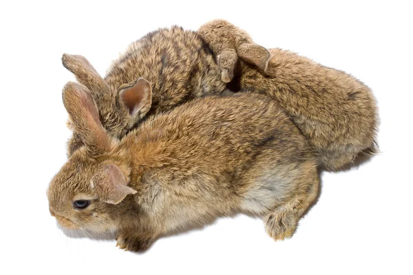 Close-up drie baby konijnen — Stockfoto