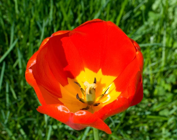 Close-up tulip on green grass — Stock Photo, Image