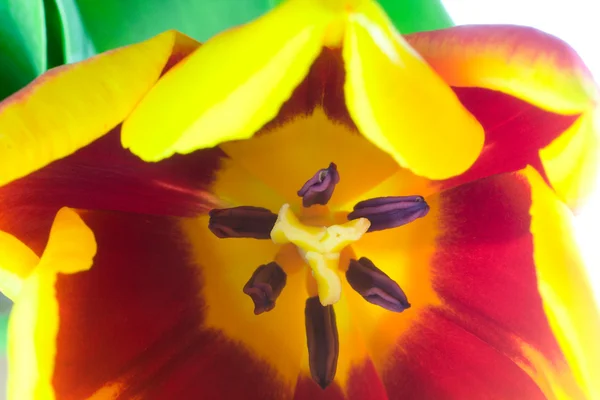 Tulipán de primer plano —  Fotos de Stock