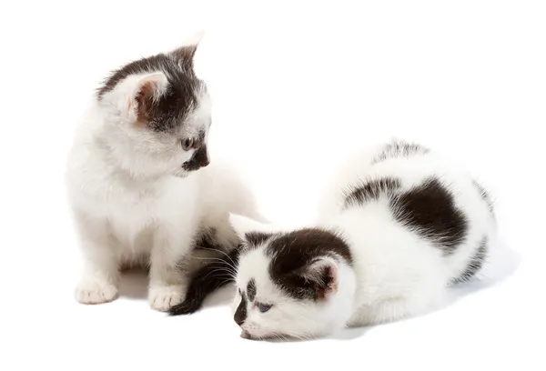 Närbild två kattungar — Stockfoto