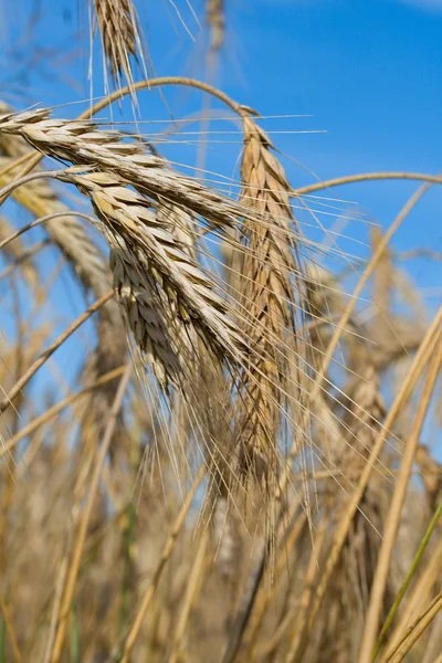 Gros plan blé — Photo