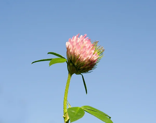 Цветок клевера — стоковое фото