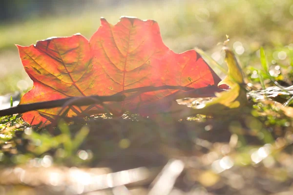 Fallen leaf at dawn — Stock Photo, Image