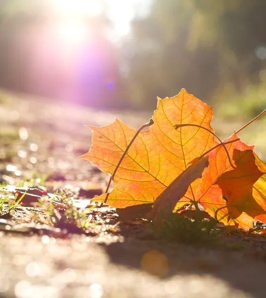 Падшие листья на рассвете — стоковое фото