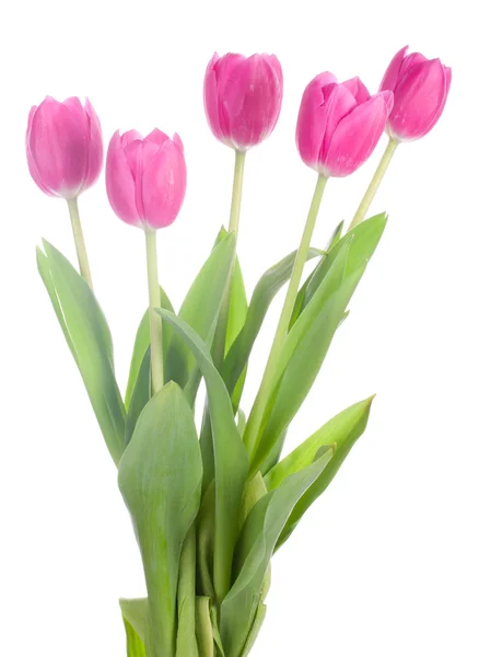 Vijf roze tulpen — Stockfoto