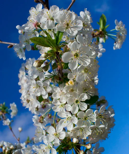 Fiorire ciliegia in aprile — Foto Stock