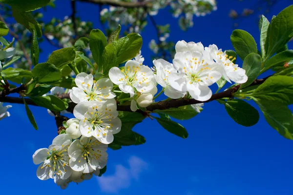Cereja florescente no céu azul — Fotografia de Stock