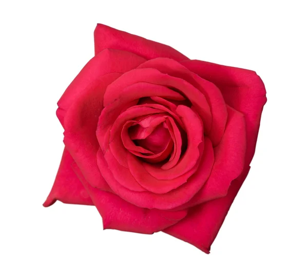 粉红色的玫瑰之花 — 图库照片