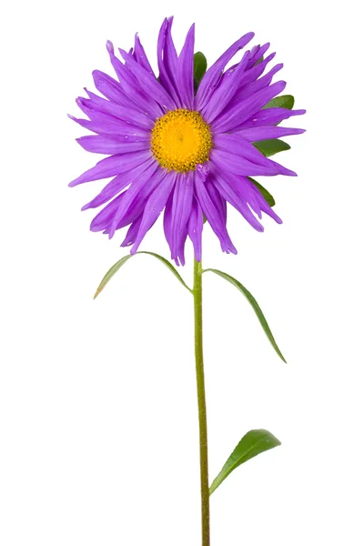 Fresh purple aster — Stock Photo, Image