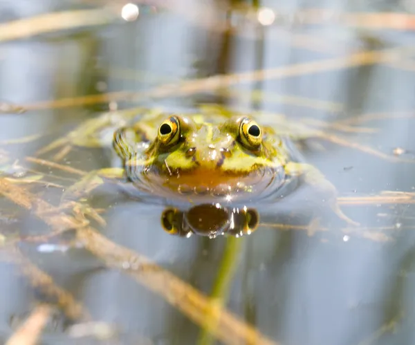 在沼泽上的青蛙 — 图库照片