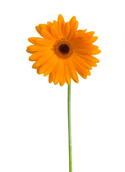 前视图橙色非洲菊 — 图库照片