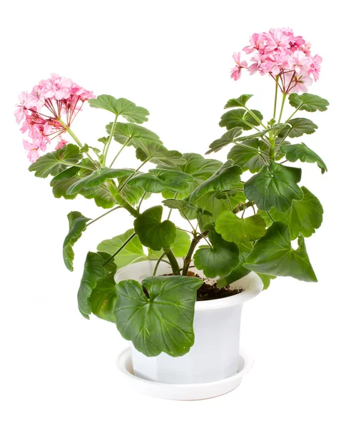 Geranium in pot — Stock Photo, Image