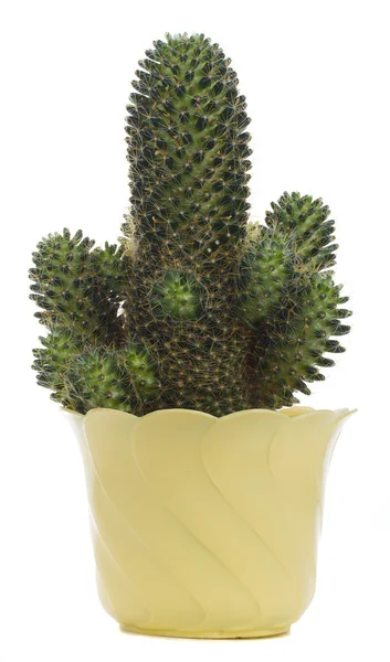 Green cactus in pot — Stock Photo, Image