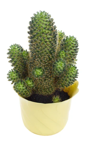 Zelený kaktus, pohled zepředu — Stock fotografie