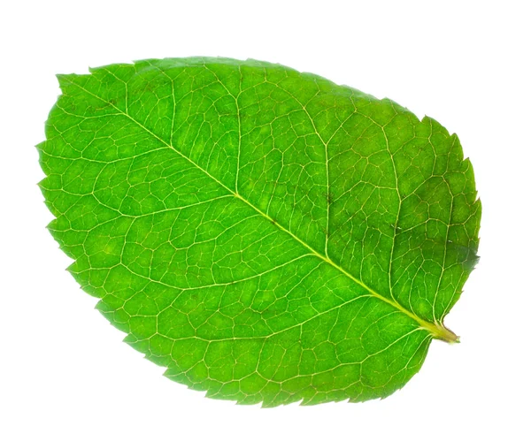 Зеленый лист из розы — стоковое фото