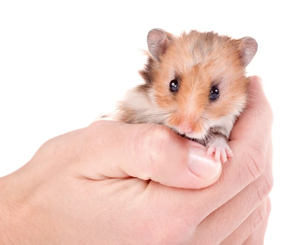 Hamster in de hand — Stockfoto