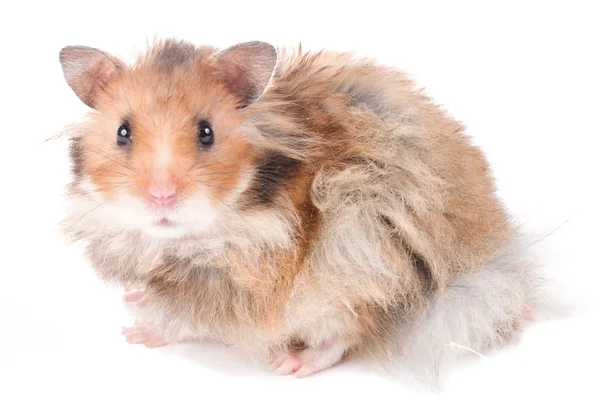 Hamster isolerade — Stockfoto