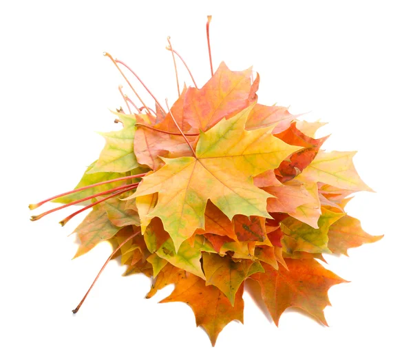 秋天枫叶堆叶子 — 图库照片