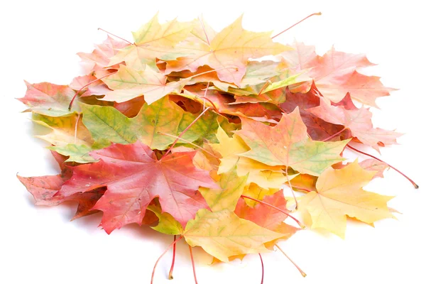 Hoop van esdoorn bladeren — Stockfoto