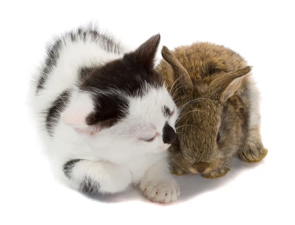 Котенок и кролик — стоковое фото
