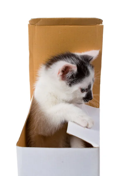 Kitten op doos — Stockfoto