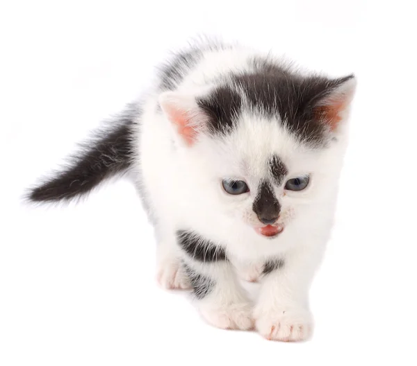 Котенок на белом — стоковое фото