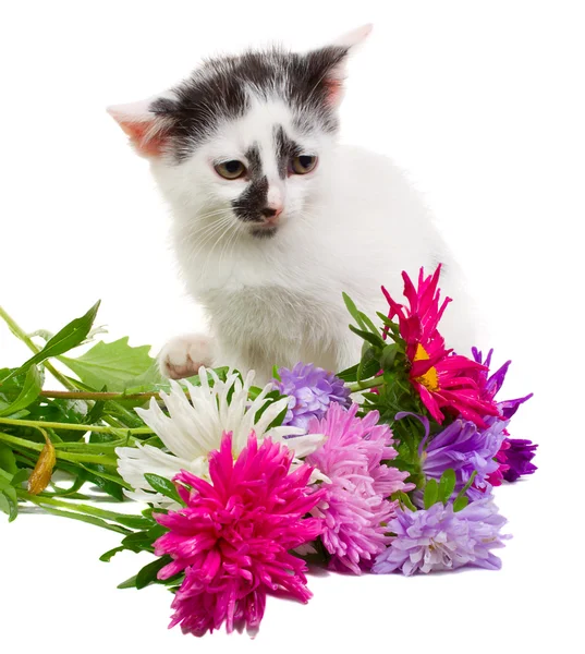 Котёнок сидит с цветами — стоковое фото