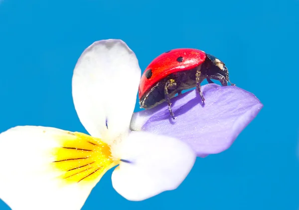 Ladybug in flower — Stock Photo, Image