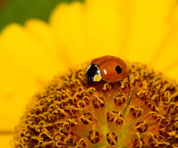 Uğur böceği sarı çiçek — Stok fotoğraf