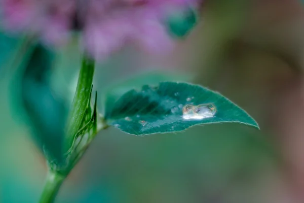 물 방울로 잎을 만든다 — 스톡 사진