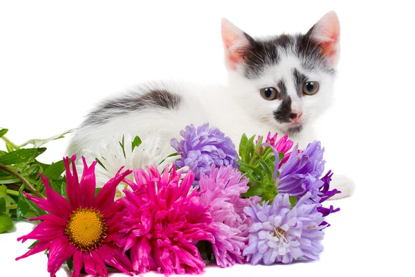 Leżącego kotka z kwiatami — Zdjęcie stockowe