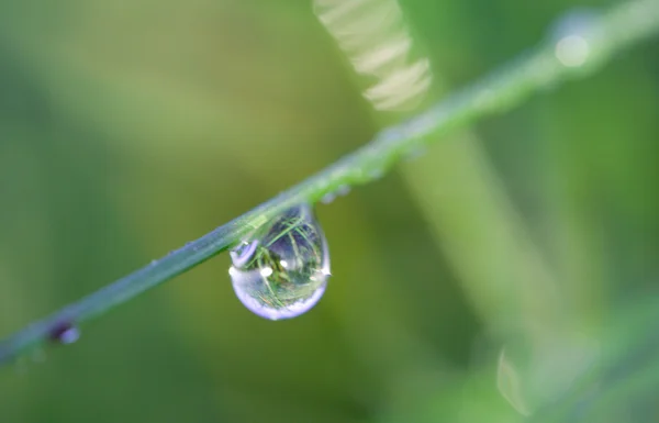 Macro shot of waterdrop on blade — Stock Photo, Image