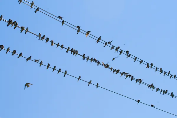 stock image Many swallows on wire