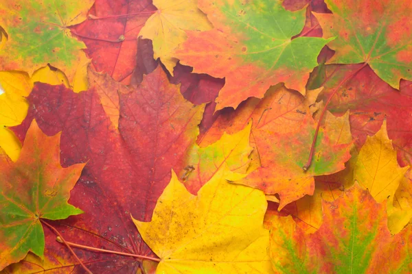 Maple leafs background — Stock Photo, Image