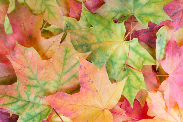 Esdoorn bladeren achtergrond — Stockfoto