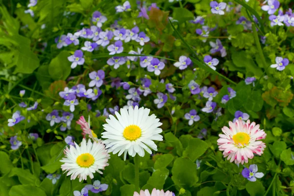 Łąka kwiaty na zielonej trawie — Zdjęcie stockowe